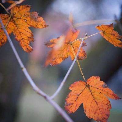 彩神8官网手机app下载